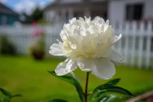 White peony
