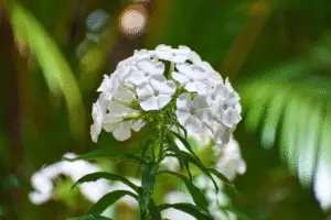 Phlox White flower