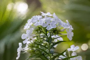 Phlox White flower