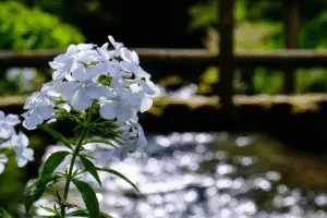 Phlox White flower