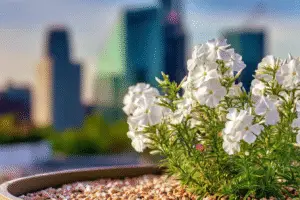 Phlox White flower