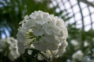 Phlox White flower
