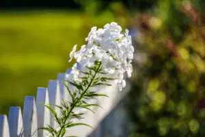 Phlox White flower