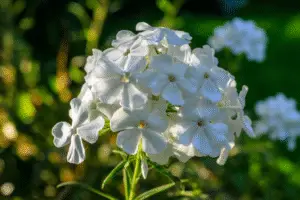 Phlox White flower