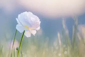 Ranunculus flower