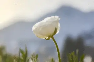 Ranunculus flower