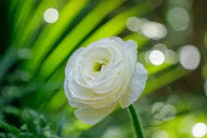 Ranunculus flower