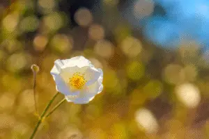 Ranunculus flower