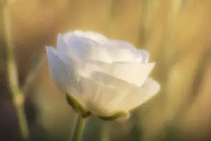 Ranunculus flower
