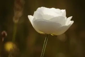 Ranunculus flower