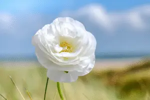 Ranunculus flower
