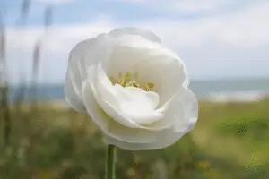 Ranunculus white flower