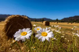 Shasta Daisies Flower