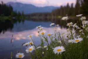 Shasta Daisies Flower