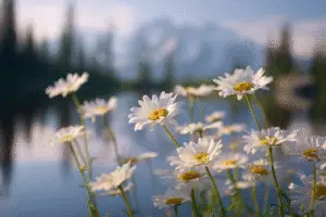 Shasta Daisies Flower