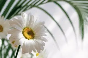 Shasta Daisies Flower