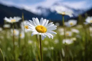 Shasta Daisies Flower