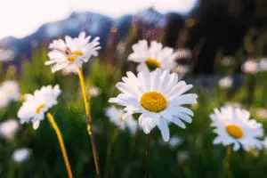 Shasta Daisies Flower