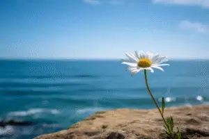 Shasta Daisies Flower