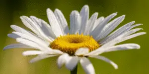 White daisy with yellow center. Types of white flowers