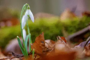 Snowdrop