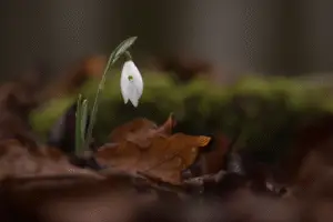 Snowdrop white flower
