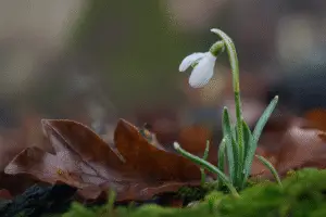 Snowdrop white flower