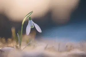 Snowdrop white flower