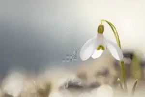 Snowdrop white flower