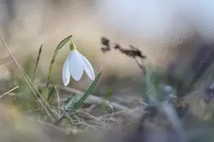 Snowdrop white flower