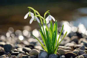 Snowdrop white flower