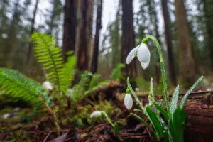 Snowdrop white flower