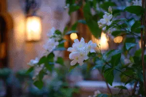 Star Jasmine