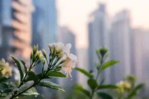 Star Jasmine