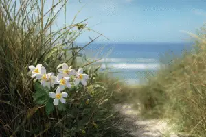 Star Jasmine