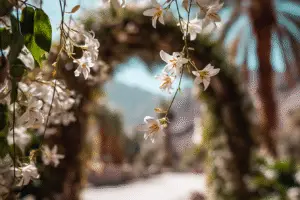 Star Jasmine