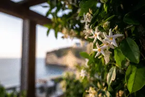 Star Jasmine