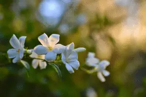 Star Jasmine