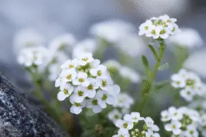 Sweet Alyssum