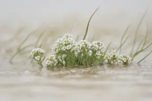 Sweet alyssum white flower