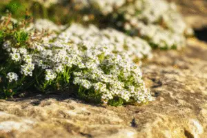 Sweet alyssum white flower
