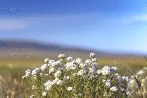 Sweet alyssum white flower