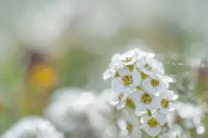 Sweet alyssum white flower