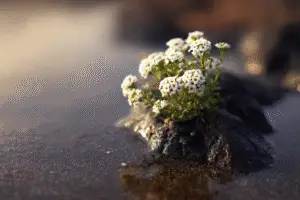 Sweet alyssum white flower
