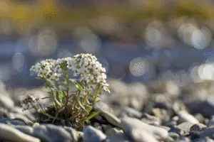 Sweet alyssum white flower