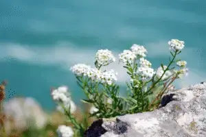 Sweet alyssum white flower