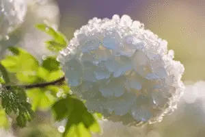 Viburnum
