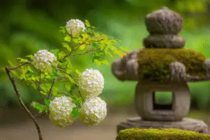 Viburnum white flower