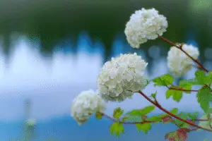 Viburnum white flower