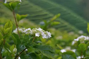 Viburnum white flower